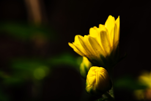Yellow flower, beautiful details of mini yellow flowers seen through a macro lens, selective focus.