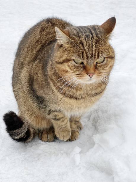 istock Sad cat sits in the snow on a cold winter day. 1425648745