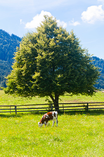 Young calf grazing under a tree in a lush meadow in the Bavarian Alps, Germany,\nThis image is part of a series.