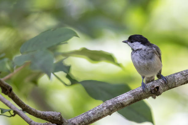 istock A willow tit on the branch of tree. 1425651095