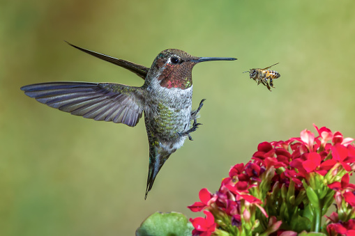 A Ann's Hummingbird faces off against a Honey Bee
