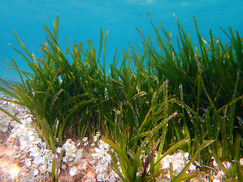 Neptune grass or Mediterranean tapeweed (Posidonia oceanica) undersea, Aegean Sea, Greece, Halkidiki