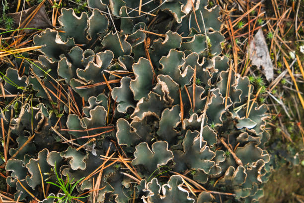 peltigera aphthosa malacea growing in forest. peltigera aphthosa growing among moss. peltigera aphthosa close-up. peltigera aphthosa growing in the forest. peltigera aphthosa growing among moss. peltigera aphthosa close-up. nostoc stock pictures, royalty-free photos & images