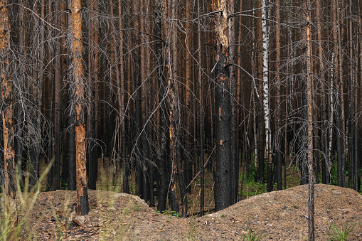 Pine forest after a large-scale fire. Landscape of a burnt forest. Dead forest after forest fires. New green vegetation after a forest fire.
