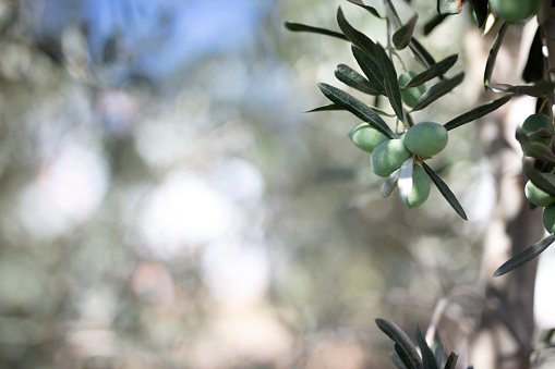 Olives in various stages of ripening. Soft focus background.