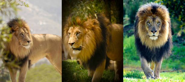 Male Lion stalking in three different photos. stock photo