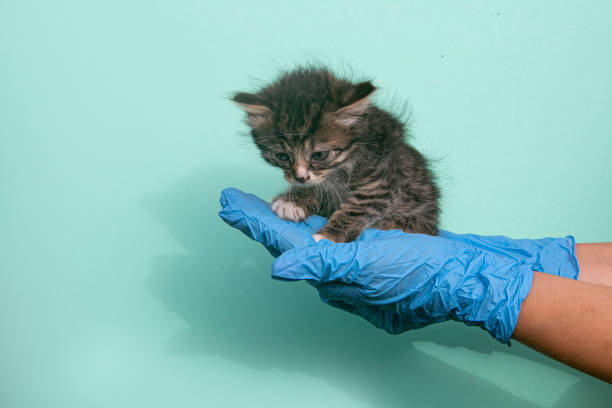 Kitten vet examining. Tricolor Cat in doctor hands on color blue background. Kitten pet check up, vaccination in veterinarian animal clinic.Health care domestic animal.Long Web banner Copy space. High quality photo examen veterinario de gatitos. gato tricolor en las manos del médico sobre fondo azul de color. chequeo de mascotas de gatitos, vacunación en clínica veterinaria de animales. cuidado de la salud animal doméstico. banner web largo espacio de copia