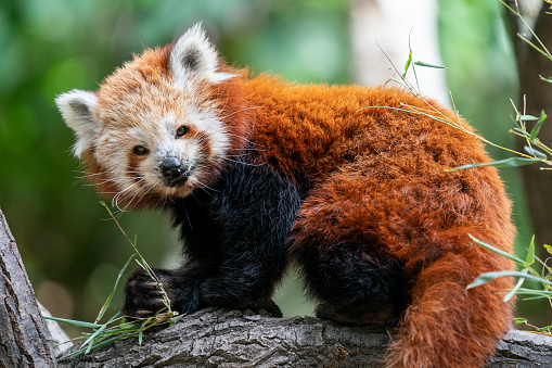 Portrait of Red panda in the forest eating bamboo leaves.