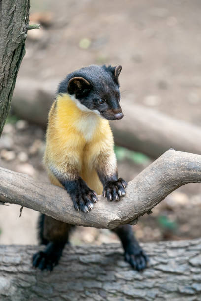 istock Yellow-throated marten - Martes flavigula 1425659618