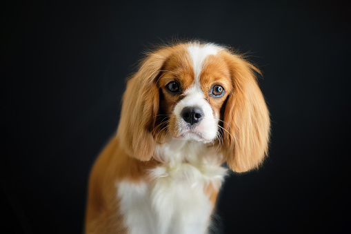 Portrait Of King Charles Spaniel on a black background after grooming.