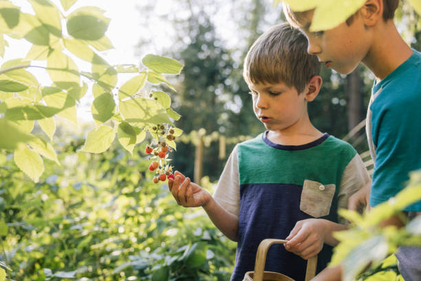 Members of a family collect fruit and vegetables in their garden plot.  Two Caucasian boys harvest and eat raspberries.  Organic homegrown produce that is fun for the community and good for people!