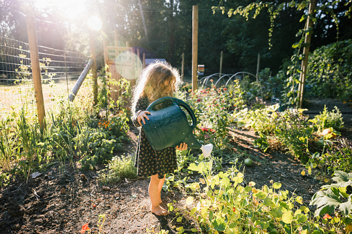 Members of a family collect fruit and vegetables in their garden plot.  A little Caucasian girl waters crops with a watering can. Organic homegrown produce that is fun for the community and good for people!