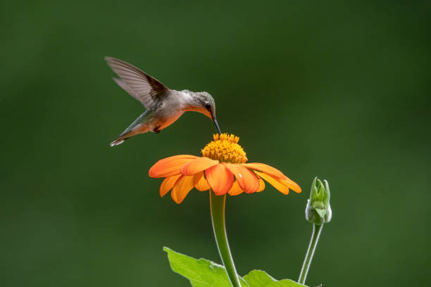 istock Hummingbird eating from Mexican Sunflower 1425673119