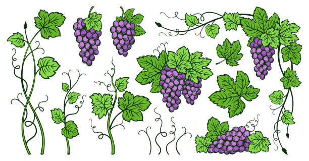trauben trauben weinblätter jahrgang set skizze tinte gezeichnet umriss trauben gravur design wein beere - berry vine stock-grafiken, -clipart, -cartoons und -symbole