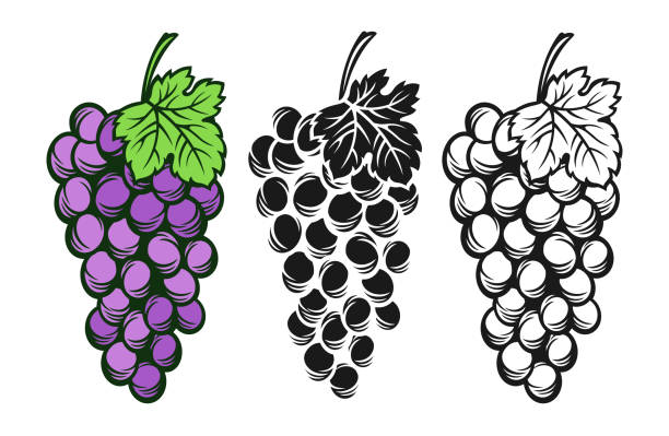liść grona winogron monochromatyczny zestaw vintage szkic tusz narysowany linia wino antyczne grawerowanie wzór jagoda - grape nature design berry fruit stock illustrations