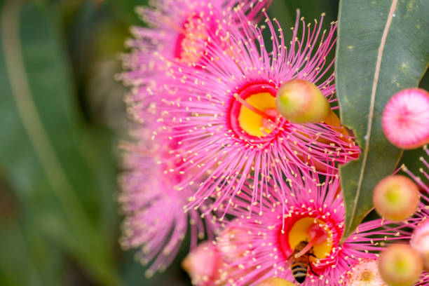 istock Beautiful Gum tree pink flowers and buds, background with copy space 1425675049
