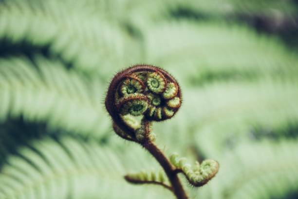 istock New Growth Concept - Young Fern Frond Unrolling 1425677296