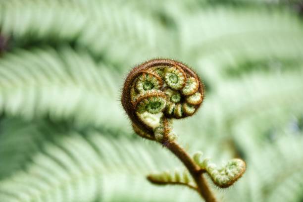 新しい成長コンセプト - 若いシダの葉の展開 - unrolling ストックフォトと画像