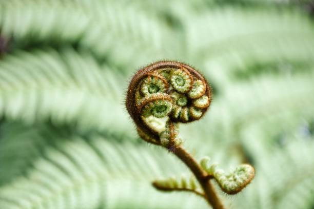 new growth concept - young fern frond unrolling - fern spiral frond green imagens e fotografias de stock