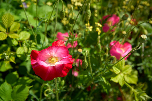 A Red Poppy and other wild flowers in a rural setting.