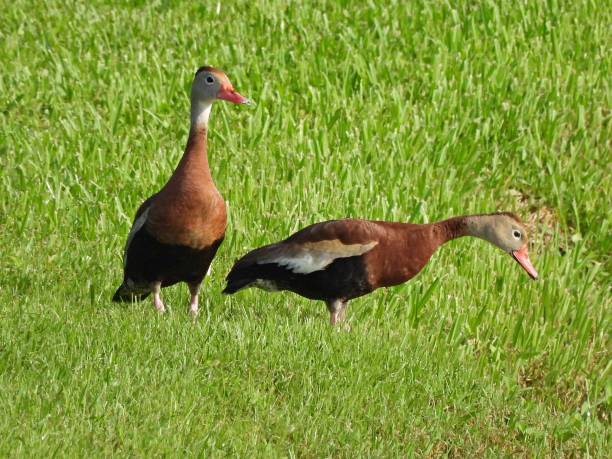 istock Black-bellied Whistling Ducks (Dendrocygna autumnalis) - in the grass 1425680603