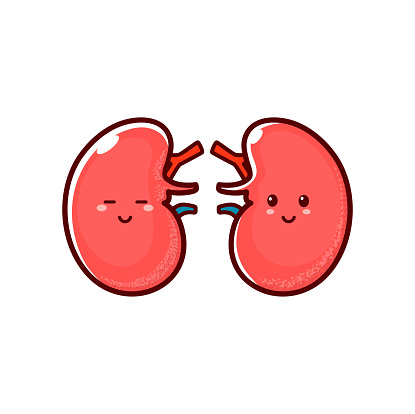 Happy smiling healthy kidneys isolated cartoon character. Vector kidney human body organ, funny personage kawaii emoticon, internal organ