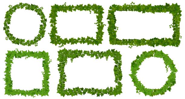 istock Ivy frames, green leaves on lianas, jungle vines 1425686318