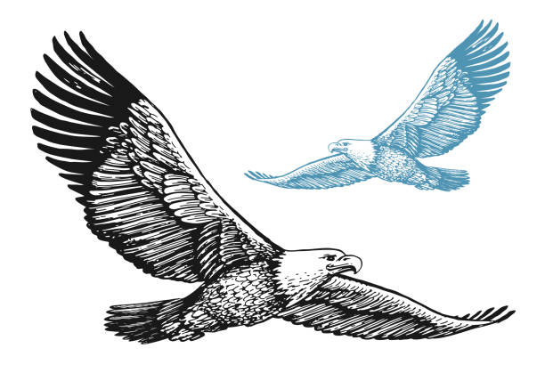 ilustraciones, imágenes clip art, dibujos animados e iconos de stock de águila calva con alas extendidas en vuelo aislada sobre fondo blanco. ilustración vectorial de aves en estilo grabado vintage - bald eagle