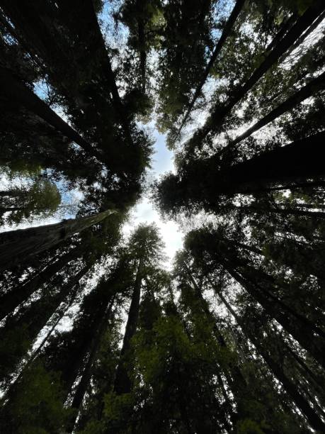 istock Looking up at the Giant Redwoods 1425689321