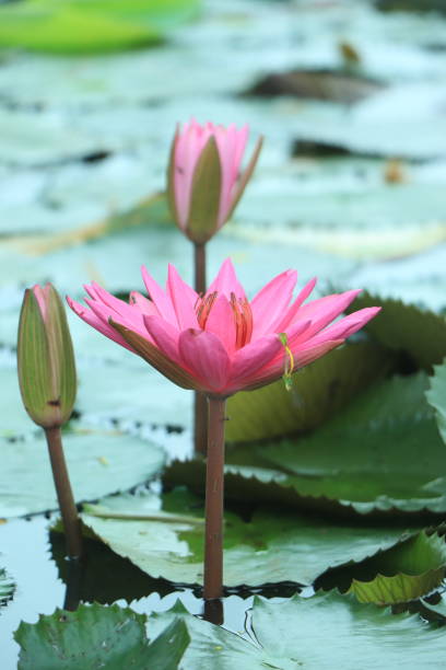 istock Pink lotus flower on lily pads floating on water 1425700082