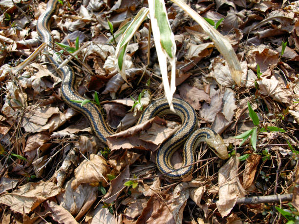 istock Striped snake basking in the sun 1425700247