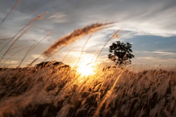 Photo of Dry flower grass meadow with sunset in the evening.