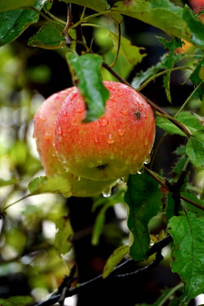 istock raindrops on a red ripe apples in an orchard ready for harvesting 1425710365