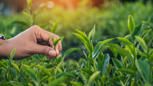 Woman hand plucking green tea tree picking bud young tender camellia sinensis leaves organic farm. Hand holding harvest plucking black green tea herbal agriculture. Woman work Black Tea farm harvest mujer desplumando a mano árbol de té verde recogiendo brote joven tierna camelia sinensis hojas de granja orgánica. mano sosteniendo la cosecha arrancando té verde negro agricultura a base de hierbas. mujer trabaja cosecha de granja de té negro