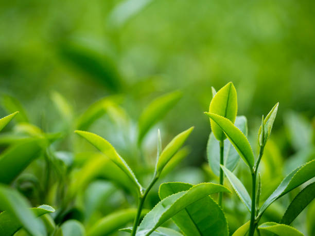 l’arbre à thé vert feuilles de plante de plein champ dans la ferme biologique camellia sinensis. gros plan tree tea plantations montagne nature verte fond le matin. jeune bourgeon tendre frais à base de plantes arbre à thé vert à la ferme - tea crop plantation tea leaves farmer photos et images de collection