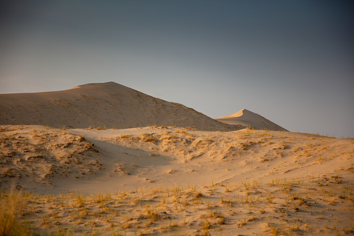 Domesticated Camel walking in desert