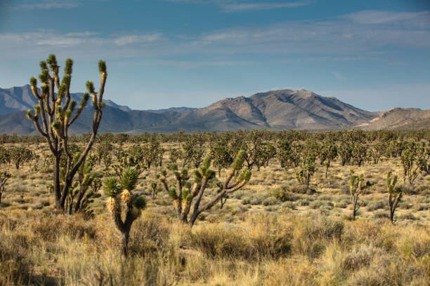 Shot of the Mojave National Preserve in California. The preserve was established to protect nature and local animal species.