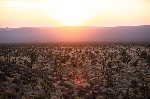 Shot of the Mojave National Preserve in California. The preserve was established to protect nature and local animal species.
