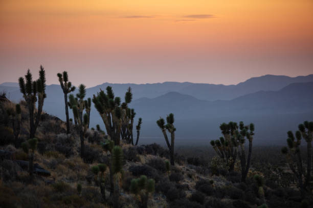 istock Distant Mountains from Hillside Covered with Joshua Trees in Mojave National Preserve 1425712656
