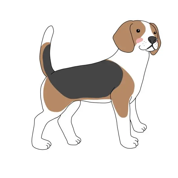 Vector illustration of Beagle dog cartoon vector illustration