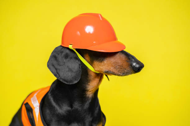 perro con casco protector de construcción naranja, chaleco lateralmente. máster durante una hora - dachshund dog reliability animal fotografías e imágenes de stock