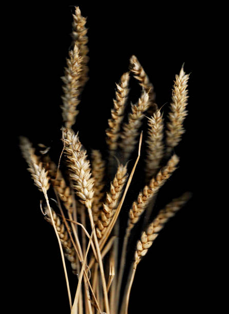 istock Rye ears scan background. Scanned flat rye bouquet. Glitchy abstract distorted plant. Colorful bright photocopy with scanner noise effect for advertising, poster or postcard. 1425728638