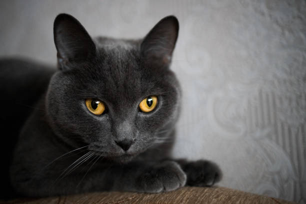 istock portrait of a British gray cat, close-up, space copy 1425729665