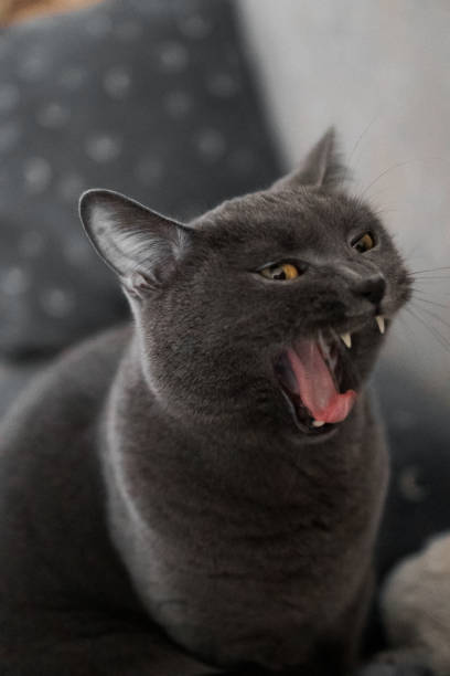 istock British gray cat yawns funny 1425729670