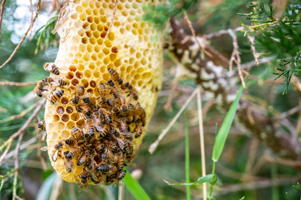 istock Honey bee hive being constructed on a tree branch in the wild. 1425733475