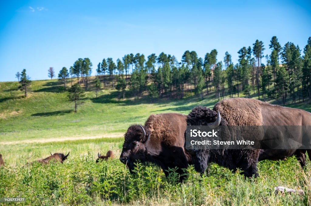 Herd of bison roaming across the open plains for Custer State Park in South Dakota. Herd of bison roaming across the open plains for Custer State Park in South Dakota. . High quality photo South Dakota Stock Photo