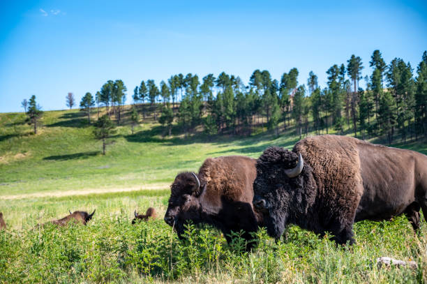 Herd of bison roaming across the open plains for Custer State Park in South Dakota. Herd of bison roaming across the open plains for Custer State Park in South Dakota. . High quality photo custer state park stock pictures, royalty-free photos & images