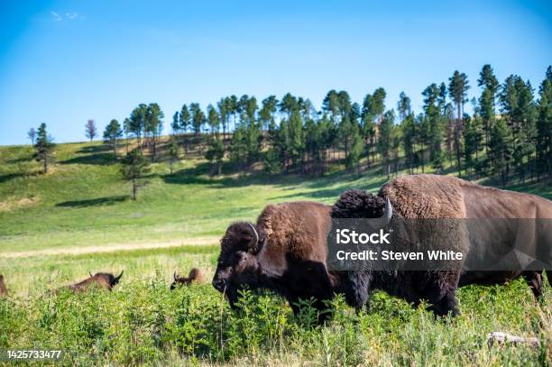 Herd Of Bison Roaming Across The Open Plains For Custer State Park In South Dakota Stock Photo - Download Image Now
