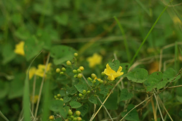 istock Little yellow flowers. 1425741252