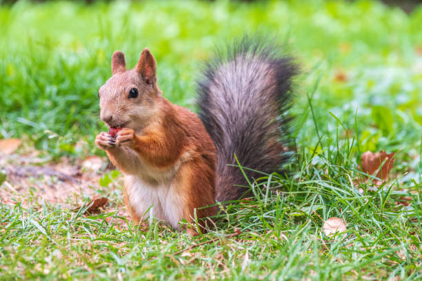 istock Autumn squirrel with nut sits on green grass with fallen yellow leaves 1425742716